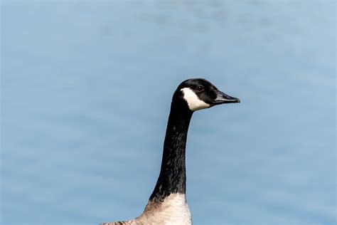Large Canadian Goose B Canadensis Free Stock Photo Public Domain