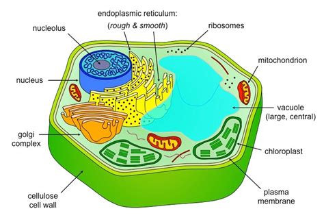 Eukaryotic Cells Bioninja Eukaryotic Cell Plant Cell Cell Model