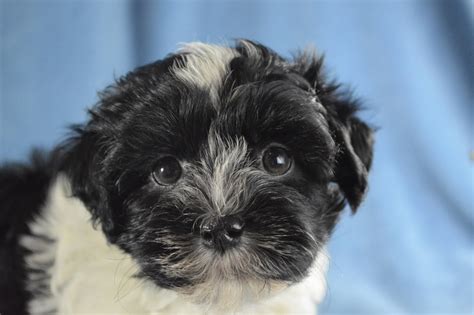 Cost Of Havanese Puppies What You Need To Know About Havanese Puppy