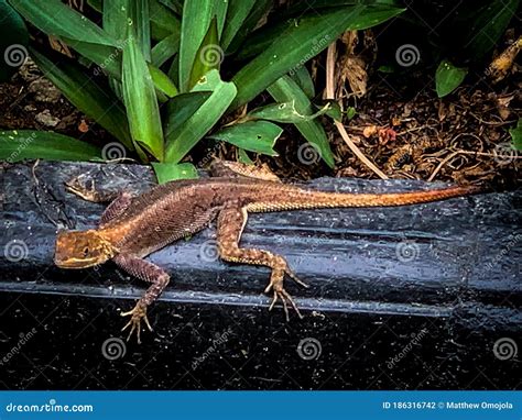 Agama Lizard On A Ledge Lekki Lagos Nigeria Stock Photo Image Of