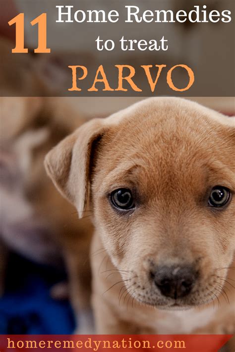 How To Treat Parvo In Dogs And Puppies 11 Home Remedies For Parvo
