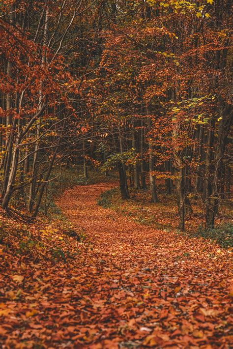 Download Mobile Wallpaper Path Forest Trail Fallen Autumn Trees