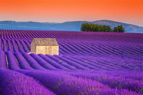 Spectacular Lavender Fields In Provence Valensole France Europe Stock