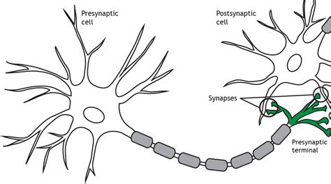 Synapse Structure Introduction To Neuroscience