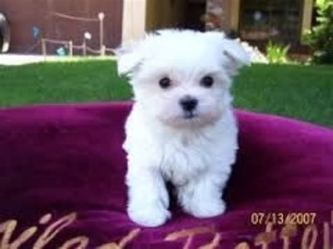Teacup Maltese Puppies For Adoption Animals Agoura Hills California Announcement 31168