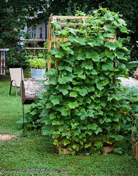Twining plants, like pole beans, do best on trellises on which the slats or supports are less than 2 inches wide. Shelley Bain-2.jpg (With images) | Green bean trellis ...