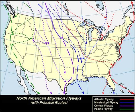 Mapping Our World Traffic Along The Flyway