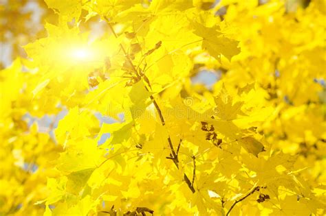 Golden Autumn Leaves Stock Photo Image Of Outdoors Background 61480436