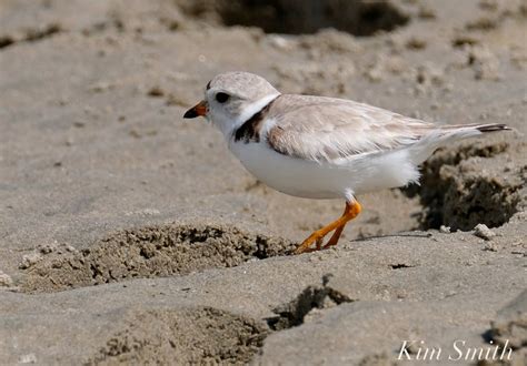 Piping Plover Female Ghb Gloucester Ma Copyright Kim Smith 20 Copy