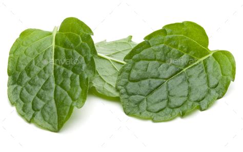 Peppermint Herb Isolated On White Background Cutout Mint Leaves Stock