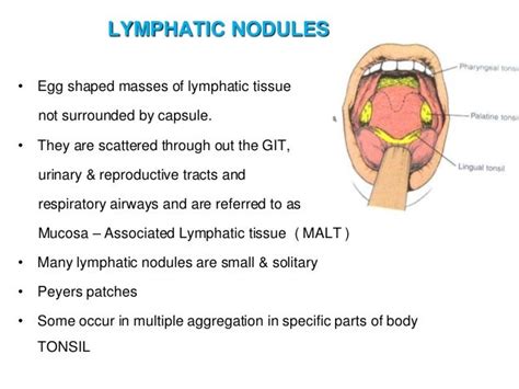 Lymph And Lymphatic System