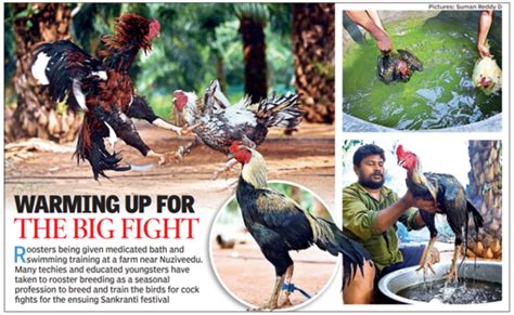 Andhra Pradesh Techies Log Into Cockfight Ring Raise Roosters For Sankranti Vijayawada News