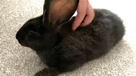 Bringing Home A Flemish Giant Rabbit Shes So Sweet Youtube