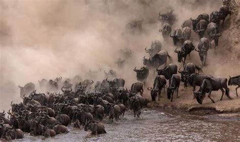 The Great Migration Incredible Images As Thousands Of Wildebeest