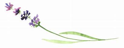 Lavender Clipart Stem Watercolor Flower Transparent Ftestickers