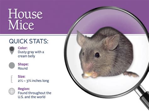 What Are House Mice House Mice Identification And Control
