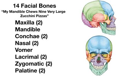 Facial Bones Of The Skull Mnemonic Anatomy And Labeled Diagram Ezmed Sexiz Pix