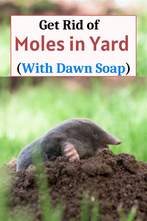 Get Rid Of Moles In Yard With Dawn Soap And Castor Oil Moles In Yard