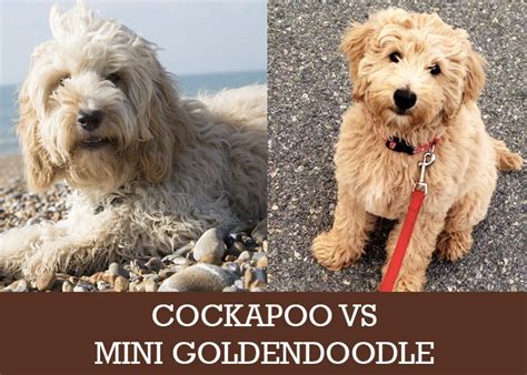 The cockapoo is a playful breed. Cockapoo or Mini Goldendoodle (Which Is Best For you?)