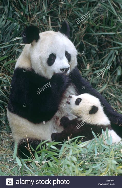 Giant Panda Mother Tang Tang 唐唐 Aka 21 Stud No446 And Ju Xiao