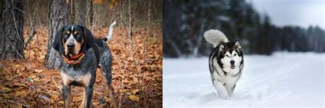 Bluetick Coonhound Vs Siberian Husky Breed Comparison
