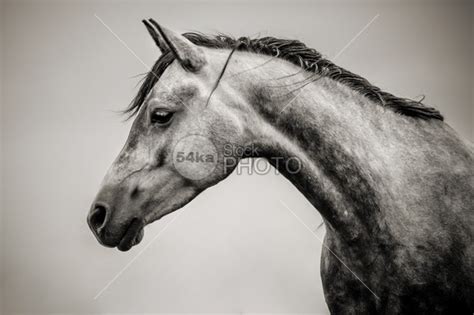 Beautiful Black And White Horse Head Photography