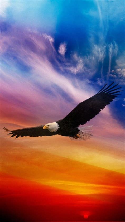Bald Eagle Sunset Wallpapers Wallpaper Cave