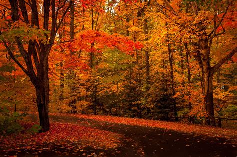 Algonquin Fall Colours Inspiration In Pictures