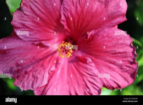 Pink Flowering Hibiscus Close Up Stock Photo Alamy
