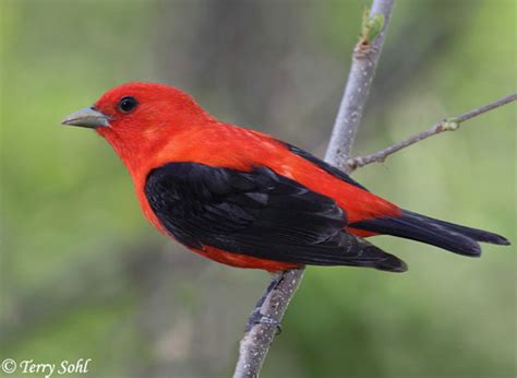 Scarlet Tanager South Dakota Birds And Birding