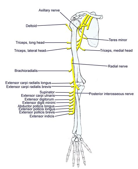 Radial Nerve What Muscles Are Innervated By The Radial Nerve