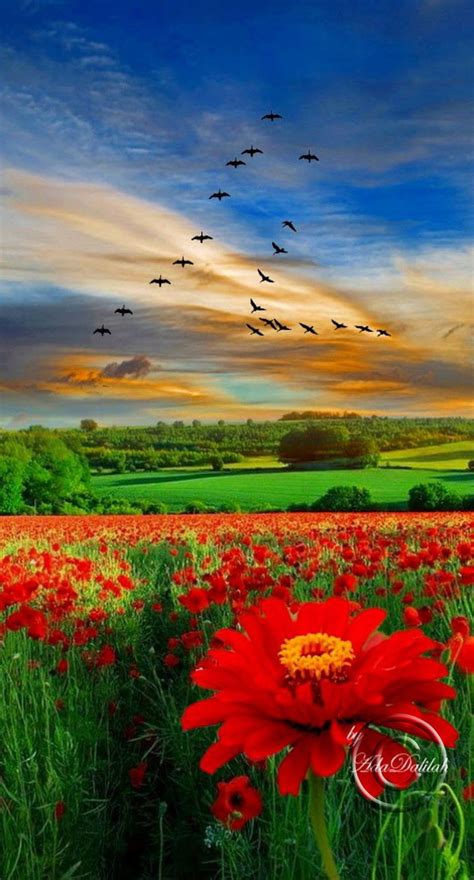 Flower Fields Trees Mountains Red Red Puppy Flower Scenery Pictures