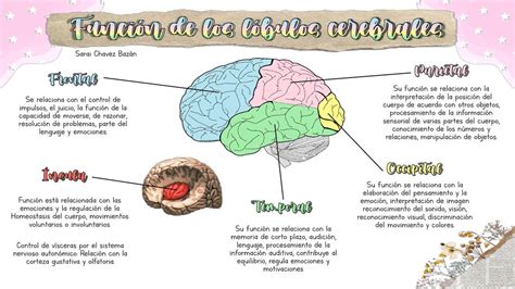 Lobulos Del Cerebro Y Sus Funciones