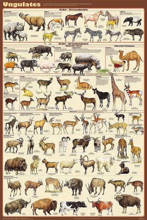 I'm growing this board as an educational resource and will include articles from active wild and other sources. Related image | Animals, Animal posters, Animals wild