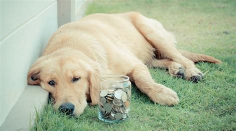 How Much Does Dog Ownership Cost Annual And Lifetime Cost Assessment