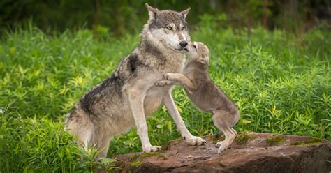11 Cute Wolf Pups To Brighten Up Your Day