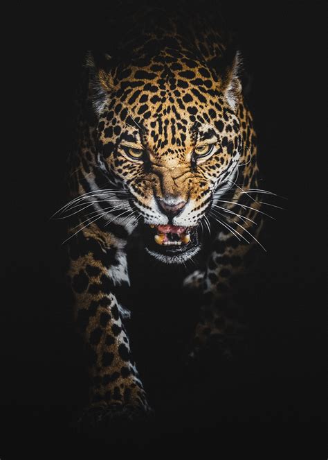 Images Leopard Big Cats Frowning Whiskers Animal Black Background