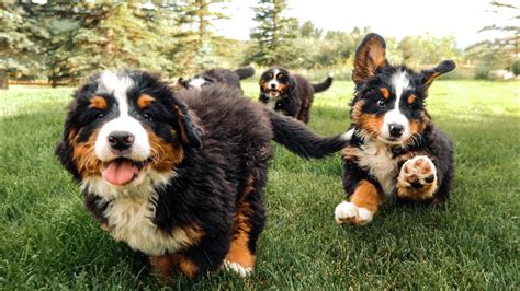 Bernese Mountain Dog Puppies Playing In Slow Motion Ep 12 Youtube