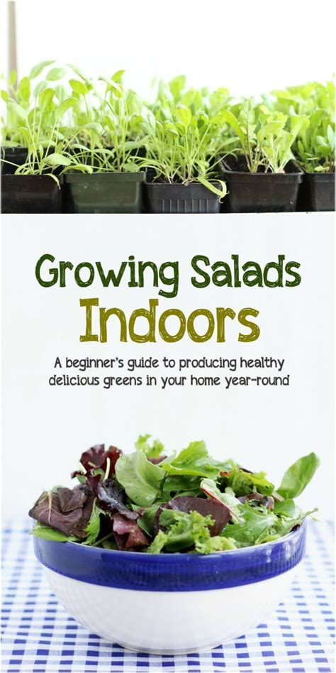 Growing Salads Indoors—year Round Growing Vegetables Indoors Growing