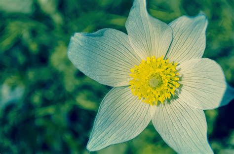 White And Yellow Flower During Daytime · Free Stock Photo