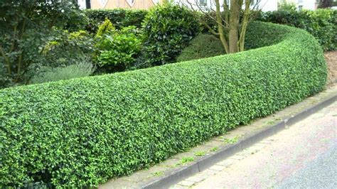 Hedge Growing Hedges Trees Cypress Garden Trees Grass Lawn