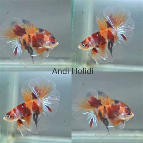 Looking for exotic nemo candy koi veiltail/slayer betta? Candy koi halfmoon betta for sale - Betta fish for sale