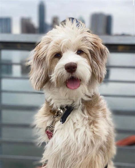 Best Aussiedoodle Haircuts And Styles Grooming Tips And Guide Aussie