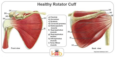 The rotator cuff is a group of muscles and tendons that surround the shoulder joint, keeping the head of your upper arm bone firmly within the shallow socket of the shoulder. King Brand Shoulder Images