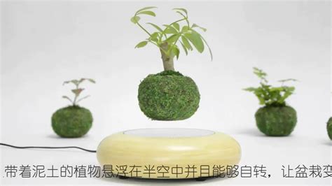 Floating Bonsai Trees Are Now A Reality Air Bonsai Youtube