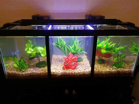 Divided Betta Tank Betta Fish Tank Betta Tank Diy Fish Tank