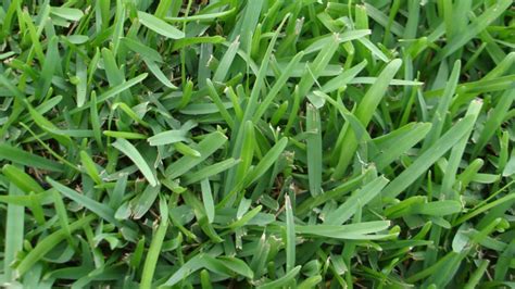 Popular St Augustine Grass Varieties In Florida Sod Solutions