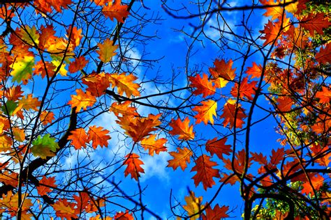 Wallpaper Sunlight Trees Fall Leaves Sky Branch Canon Tree