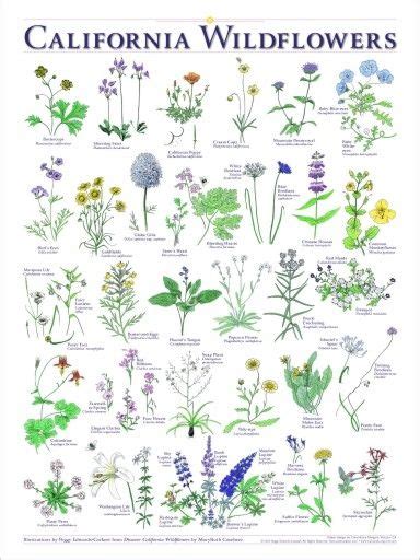 Wild Flowers With Names Beautiful Insanity