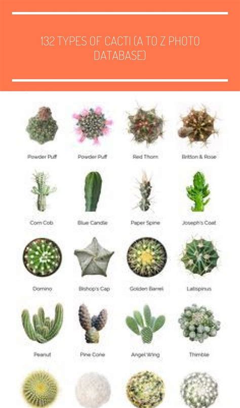 Cactus Plants Popular Types 20 Types Of Popular Cactus Plants